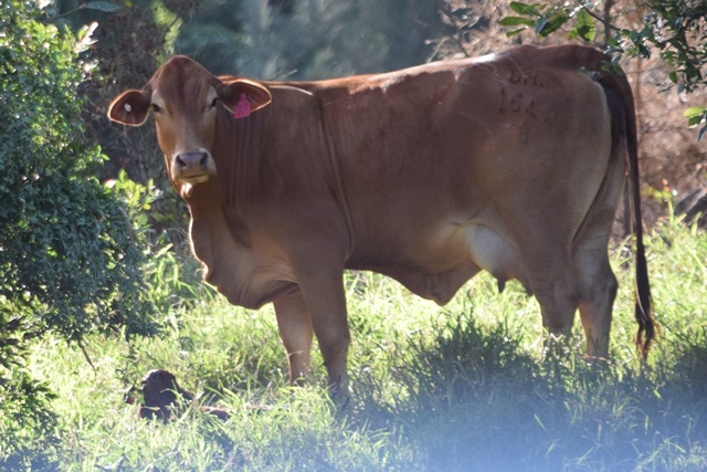 Princess Mary Elizabeth 1642